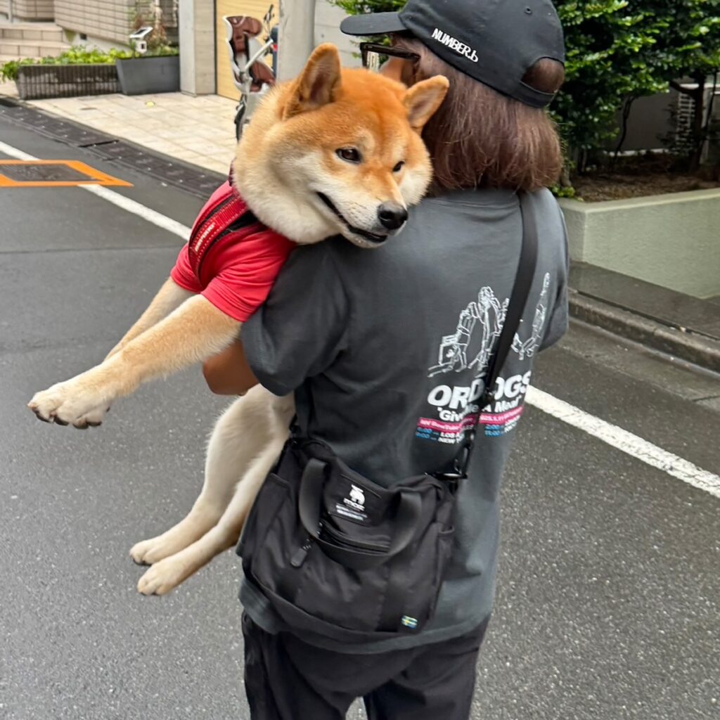 ハルくん、怒られました。柴犬子犬ハルのワンダフルライフ