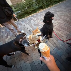 ハルくん、ソフトクリーム堪能。柴犬子犬ハルのワンダフルライフ