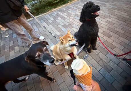 ハルくん、ソフトクリーム堪能。柴犬子犬ハルのワンダフルライフ ハルくん、ソフトクリーム堪能。柴犬子犬ハルのワンダフルライフ