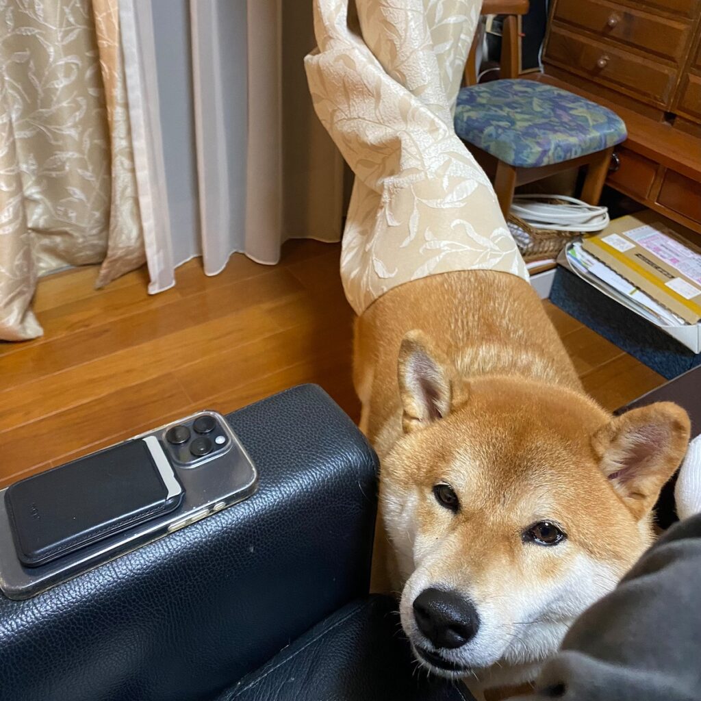 ハルくん、ソフトクリーム堪能。柴犬子犬ハルのワンダフルライフ ハルくん、ソフトクリーム堪能。柴犬子犬ハルのワンダフルライフ