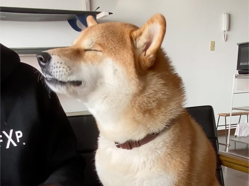 ハルくん、とーちゃんからもらう朝〜りんご編。柴犬子犬ハルのワンダフルライフ