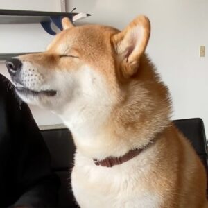 ハルくん、とーちゃんからもらう朝〜りんご編。柴犬子犬ハルのワンダフルライフ