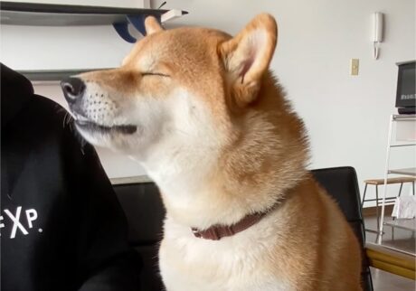 ハルくん、とーちゃんからもらう朝〜りんご編。柴犬子犬ハルのワンダフルライフ