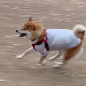 ハルくん、まぁまぁ鈍足。柴犬子犬ハルのワンダフルライフ