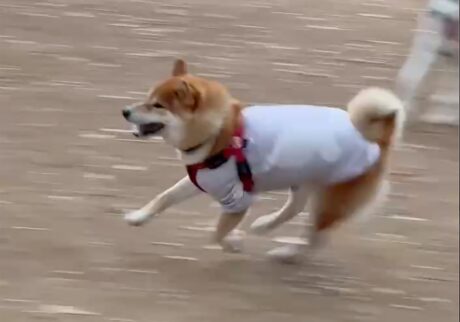 ハルくん、まぁまぁ鈍足。柴犬子犬ハルのワンダフルライフ