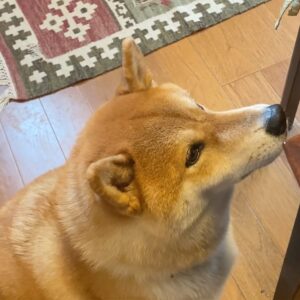 ハルくん、とーちゃんからもらう朝〜ヨーグルト編。柴犬子犬ハルのワンダフルライフ