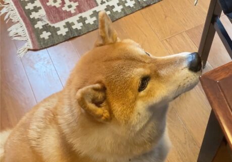 ハルくん、とーちゃんからもらう朝〜ヨーグルト編。柴犬子犬ハルのワンダフルライフ ハルくん、とーちゃんからもらう朝〜ヨーグルト編。柴犬子犬ハルのワンダフルライフ