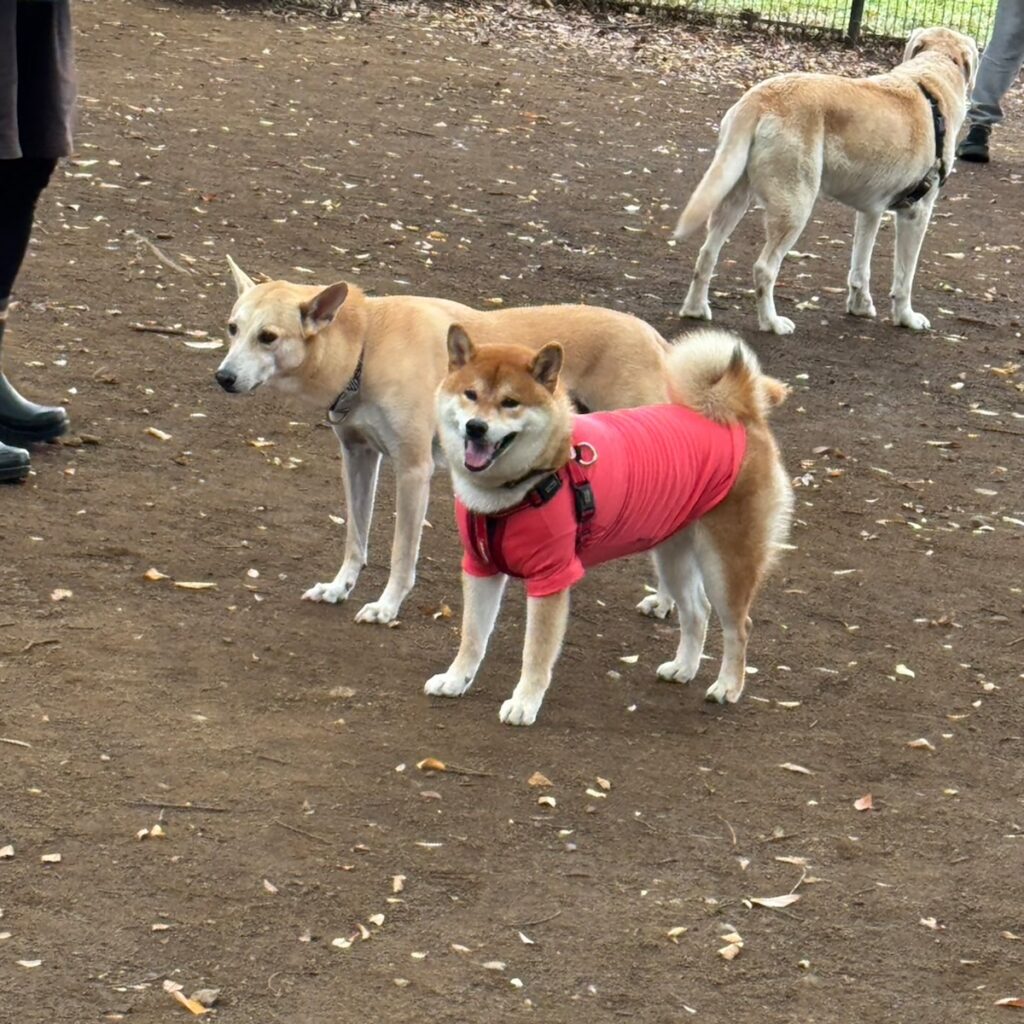 ハルくん、ベロとラン。柴犬子犬ハルのワンダフルライフ