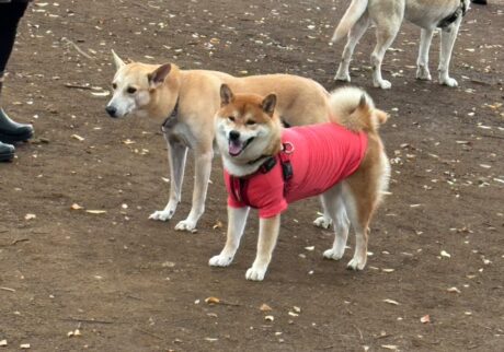 ハルくん、ベロとラン。柴犬子犬ハルのワンダフルライフ