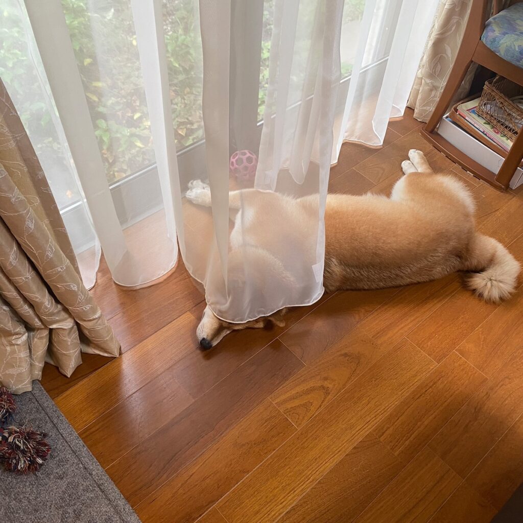 ハルくん、カーテン被ります。柴犬子犬ハルのワンダフルライフ ハルくん、カーテン被ります。柴犬子犬ハルのワンダフルライフ