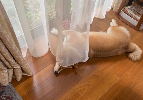 ハルくん、カーテン被ります。柴犬子犬ハルのワンダフルライフ
