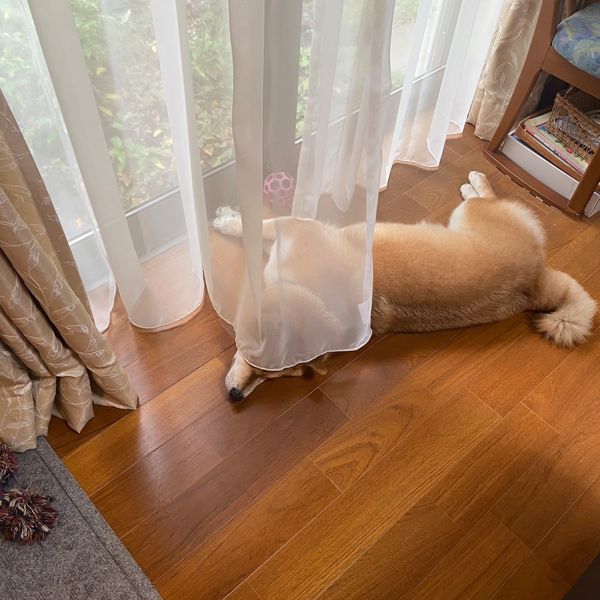 ハルくん、カーテン被ります。