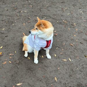 ハルくん、孤高を愛す。柴犬子犬ハルのワンダフルライフ