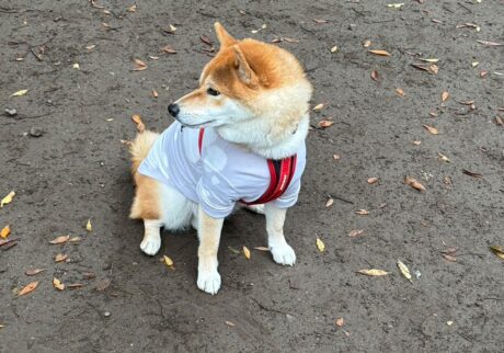 ハルくん、孤高を愛す。柴犬子犬ハルのワンダフルライフ