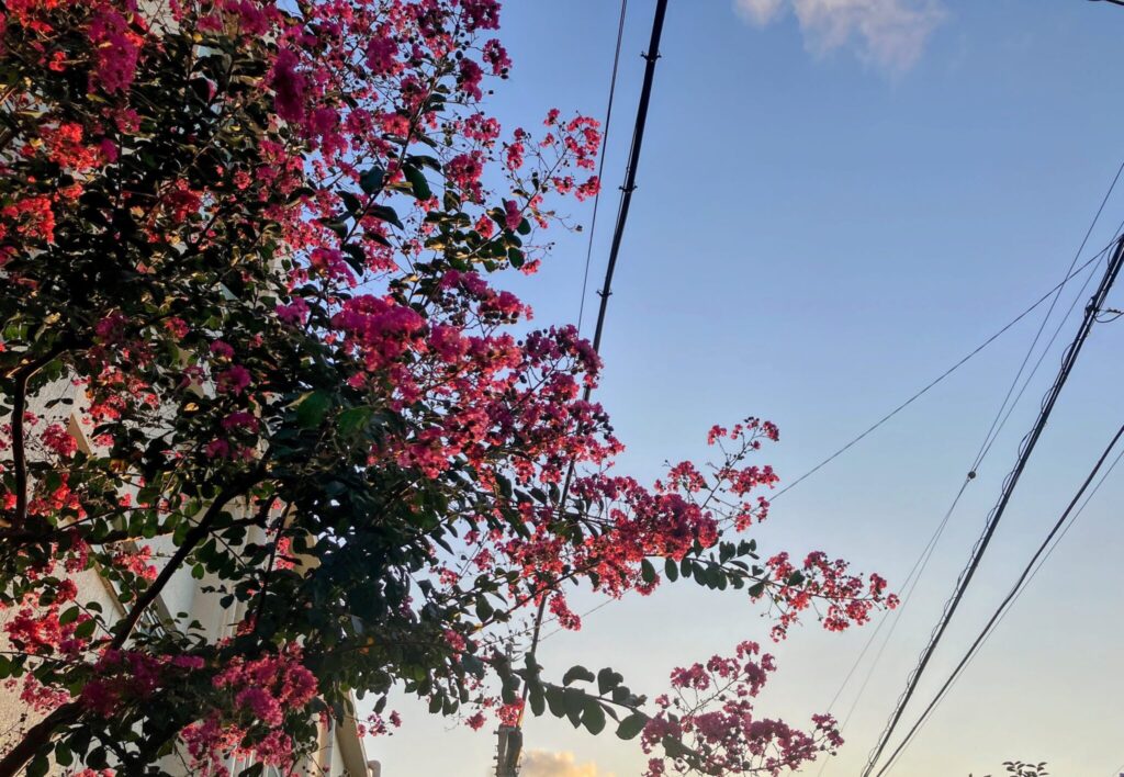 サルスベリの花が見えるようになった。写真と文:古賀 及子 (エッセイスト) #3 サルスベリの花が見えるようになった。写真と文:古賀 及子 (エッセイスト) #3
