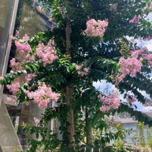 サルスベリの花が見えるようになった。写真と文：古賀 及子 (エッセイスト) #3