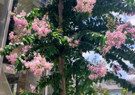 サルスベリの花が見えるようになった。写真と文：古賀 及子 (エッセイスト) #3