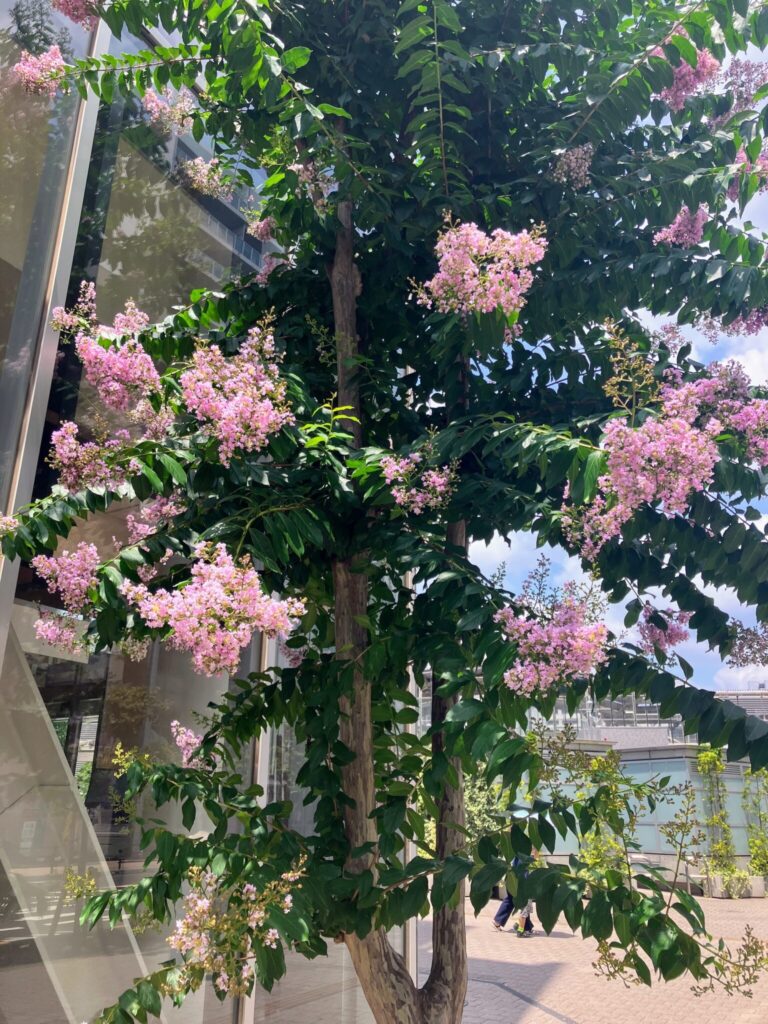 サルスベリの花が見えるようになった。写真と文:古賀 及子 (エッセイスト) #3 サルスベリの花が見えるようになった。写真と文:古賀 及子 (エッセイスト) #3