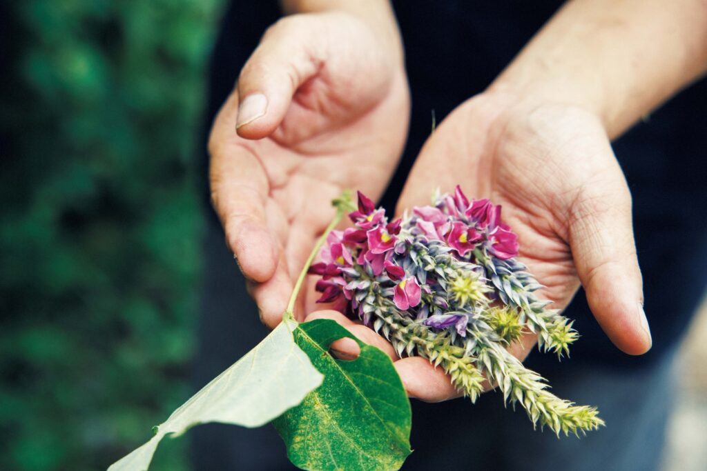 自ら作陶した道具で、"植物"を味わう。陶芸家・茶人、市川 考さんのお茶の楽しみ方。 | 夏から秋にかけ、藤のような花を咲かせる葛。 自ら作陶した道具で、"植物"を味わう。陶芸家・茶人、市川 考さんのお茶の楽しみ方。 | 夏から秋にかけ、藤のような花を咲かせる葛。