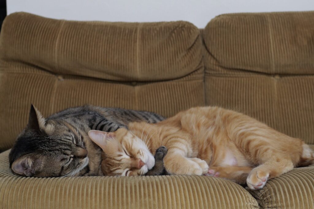 ぼくたち、食いしんボーイズです。茶トラ キジトラ ウメタ キンタ | ウメタ「ふたりでくっついていると、いつまでも寝てられるんだ。腕まくらしたり寄りかかったり。寒いときも暑いときも、いつまでもぐっすりさ」 キンタ「こんな仲良し兄弟のぼくたちの日記が、今日から始まるよ。みんな、お楽しみに！」