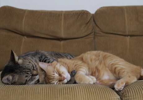 ぼくたち、食いしんボーイズです。茶トラ キジトラ ウメタ キンタ | ウメタ「ふたりでくっついていると、いつまでも寝てられるんだ。腕まくらしたり寄りかかったり。寒いときも暑いときも、いつまでもぐっすりさ」 キンタ「こんな仲良し兄弟のぼくたちの日記が、今日から始まるよ。みんな、お楽しみに!」 ぼくたち、食いしんボーイズです。茶トラ キジトラ ウメタ キンタ | ウメタ「ふたりでくっついていると、いつまでも寝てられるんだ。腕まくらしたり寄りかかったり。寒いときも暑いときも、いつまでもぐっすりさ」 キンタ「こんな仲良し兄弟のぼくたちの日記が、今日から始まるよ。みんな、お楽しみに!」