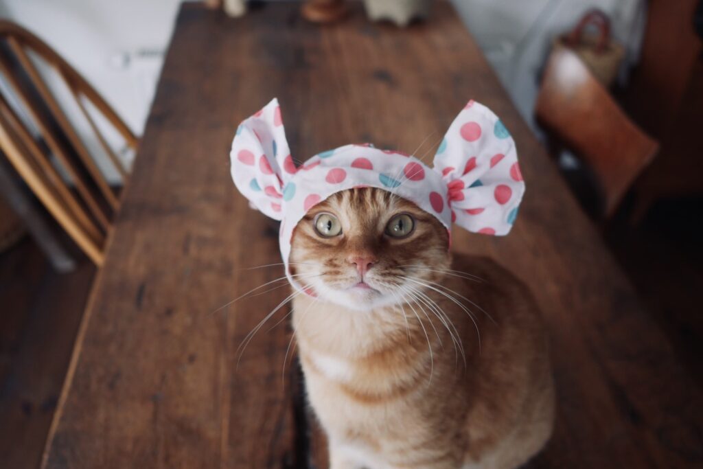 ぼくたち、食いしんボーイズです。茶トラ キジトラ ウメタ キンタ | キンタ「おまちどおさま、キンタだよ。今日はミルキーな飴ちゃんになっちゃった。こういうかぶり物はとくいなんだ。似合うでしょ？ かぶり物ならなんでもまかせて」