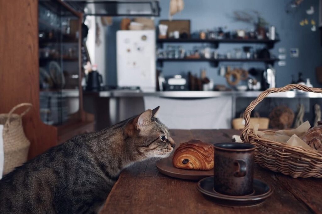 ぼくたち、食いしんボーイズです。茶トラ キジトラウメタとキンタ | ウメタ「すんすんすん。ぼくウメタ。この茶色のまんまるが気になってしかたないんだ。この香りはいったいなんなんだろうね。でも食べたりしないよ。むし歯になるのはごめんだからね」