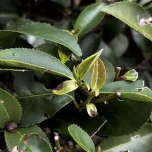 東方美人茶を探しに、旅に出ました。写真と文：リン・ピンチュン (台湾茶／台湾料理研究家) #3