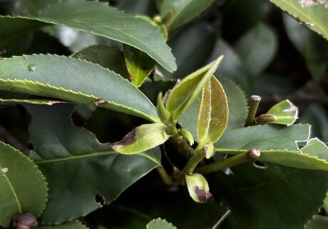 東方美人茶を探しに、旅に出ました。写真と文：リン・ピンチュン (台湾茶／台湾料理研究家) #3