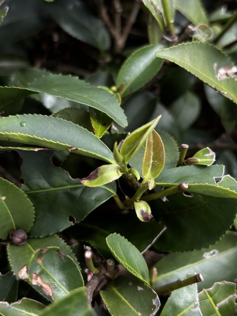 東方美人茶を探しに、旅に出ました。写真と文:リン・ピンチュン (台湾茶/台湾料理研究家) #3 東方美人茶を探しに、旅に出ました。写真と文:リン・ピンチュン (台湾茶/台湾料理研究家) #3