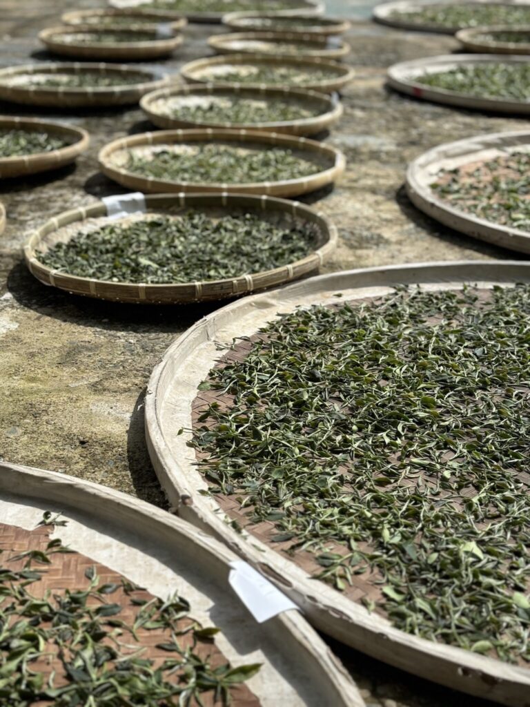 東方美人茶を探しに、旅に出ました。写真と文:リン・ピンチュン (台湾茶/台湾料理研究家) #3 東方美人茶を探しに、旅に出ました。写真と文:リン・ピンチュン (台湾茶/台湾料理研究家) #3