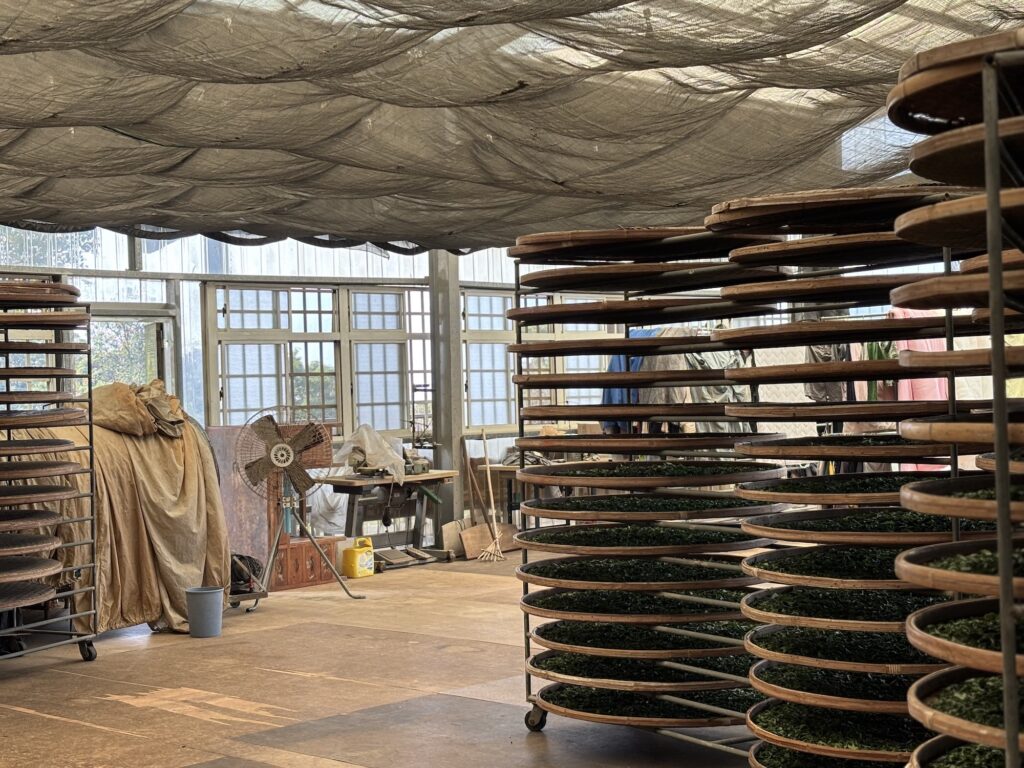 東方美人茶を探しに、旅に出ました。写真と文:リン・ピンチュン (台湾茶/台湾料理研究家) #3 東方美人茶を探しに、旅に出ました。写真と文:リン・ピンチュン (台湾茶/台湾料理研究家) #3