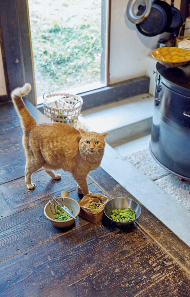 築150年のお勝手を、朗らかな台所に。古民家を改修した、心地よい台所。作業を見学する愛猫、玄米 | 作業を見学する愛猫、玄米。 築150年のお勝手を、朗らかな台所に。古民家を改修した、心地よい台所。作業を見学する愛猫、玄米 | 作業を見学する愛猫、玄米。