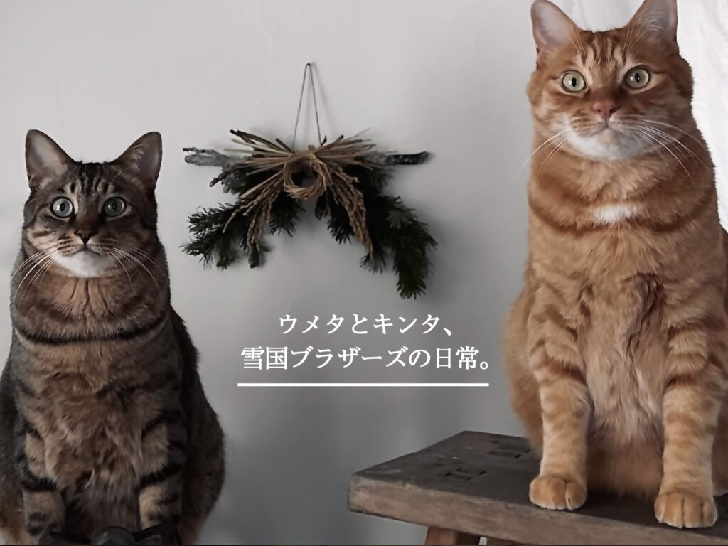 ウメタとキンタ、雪国ブラザーズの日常。