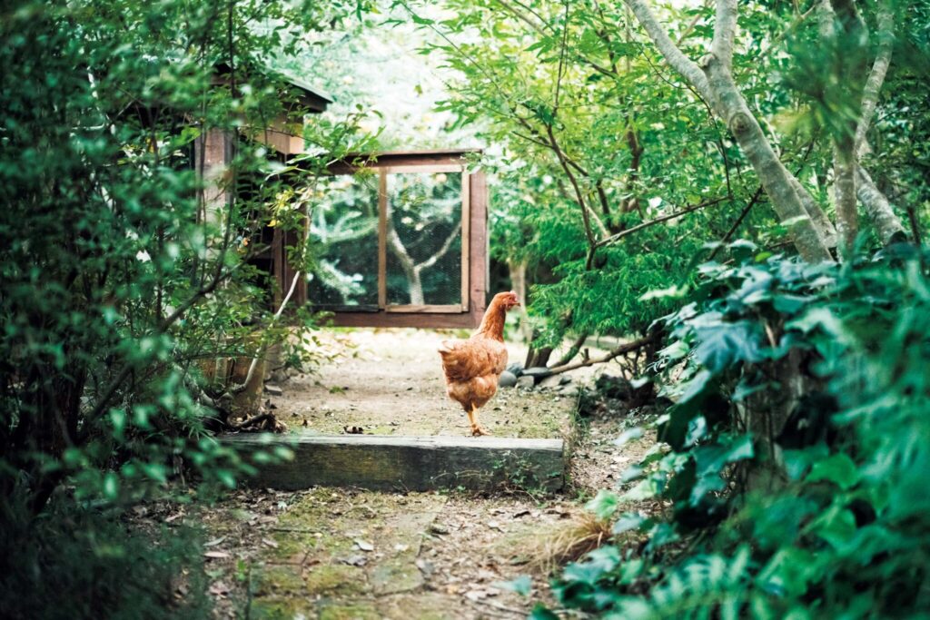 どの角度から眺めても、愛せる場所。自然と家族の真ん中にある、台所。 | カボスの木や細かい葉を茂らせるシルバーティーツリーなどが植わっている庭。「鶏と暮らして4か月。日に日に愛情が増しています」とあかねさん。