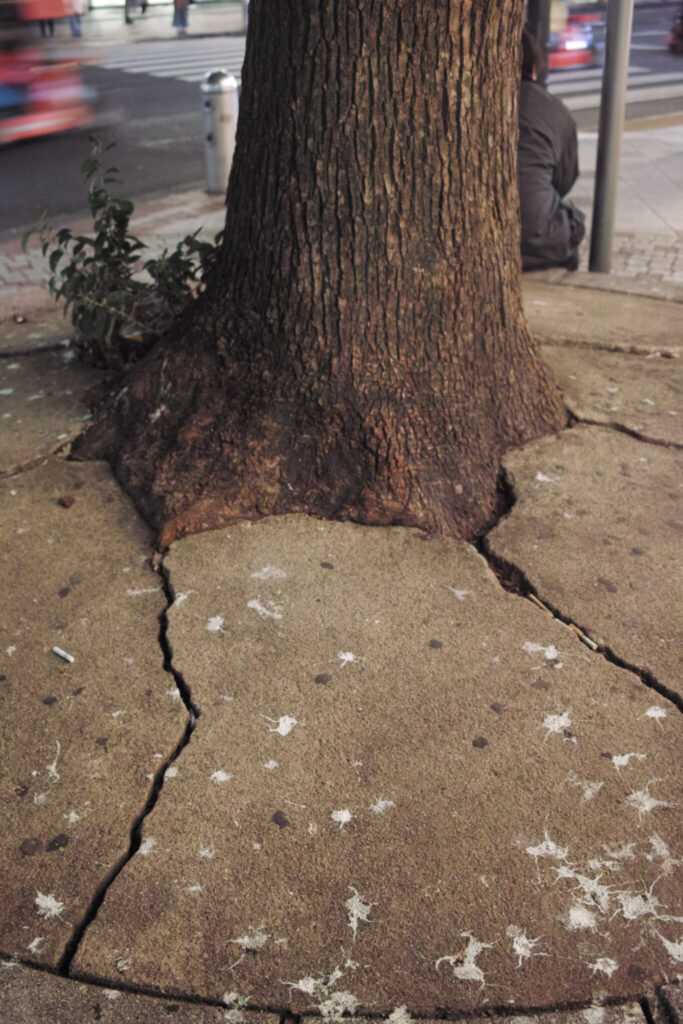 今月の写真家、今日の一枚。佐藤 隼 vol.10 | Tokyo, 2024 今月の写真家、今日の一枚。佐藤 隼 vol.10