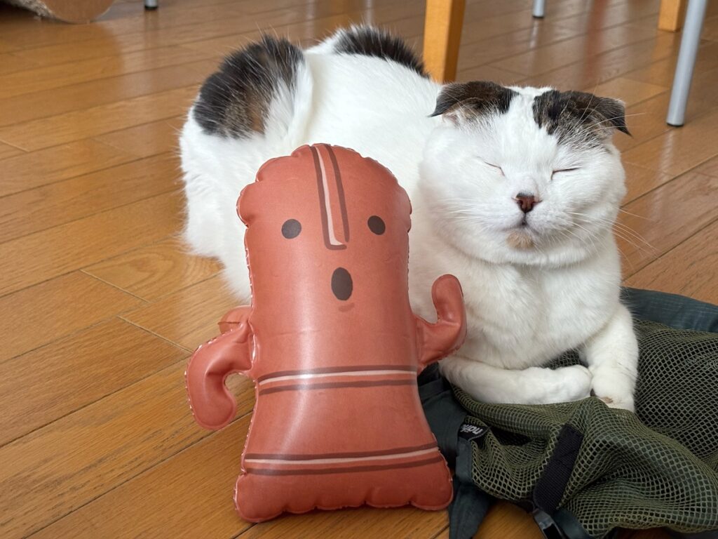 背中に埴輪?スコティッシュフォールド いなほ | また、飼い主が謎なアイテム持ってきたー。 背中に埴輪?スコティッシュフォールド いなほ | また、飼い主が謎なアイテム持ってきたー。