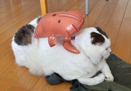 背中に埴輪？スコティッシュフォールド いなほ | ニンゲンは手首に着けられるらしいけど、俺は背負うとピッタリー。かなりお気に入り！！