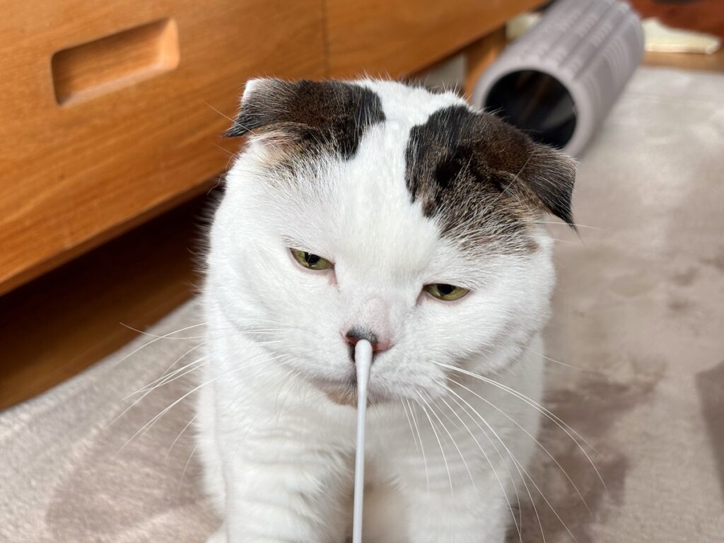 そろそろ、“アレ”お願い!スコティッシュフォールド いなほ | なー、飼い主! そろそろアレやってー! そうそうこの綿棒と、 そろそろ、“アレ”お願い!スコティッシュフォールド いなほ | なー、飼い主! そろそろアレやってー! そうそうこの綿棒と、