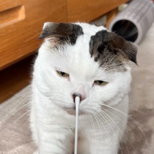 そろそろ、“アレ”お願い！スコティッシュフォールド いなほ | なー、飼い主！ そろそろアレやってー！ そうそうこの綿棒と、