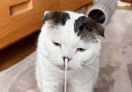 そろそろ、“アレ”お願い!スコティッシュフォールド いなほ | なー、飼い主! そろそろアレやってー! そうそうこの綿棒と、 そろそろ、“アレ”お願い!スコティッシュフォールド いなほ | なー、飼い主! そろそろアレやってー! そうそうこの綿棒と、