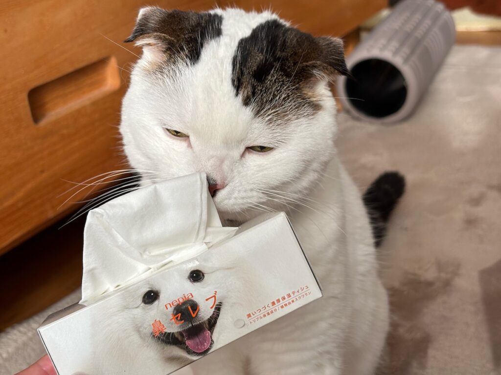 そろそろ、“アレ”お願い!スコティッシュフォールド いなほ | この気持ちいい、柔らかティッシュで、 そろそろ、“アレ”お願い!スコティッシュフォールド いなほ | この気持ちいい、柔らかティッシュで、