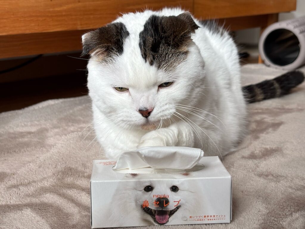 そろそろ、“アレ”お願い!スコティッシュフォールド いなほ | 耳掃除の時間やで〜。ちょっと左の耳、上げてるのわかるー? キレイにしてやー! そろそろ、“アレ”お願い!スコティッシュフォールド いなほ | 耳掃除の時間やで〜。ちょっと左の耳、上げてるのわかるー? キレイにしてやー!