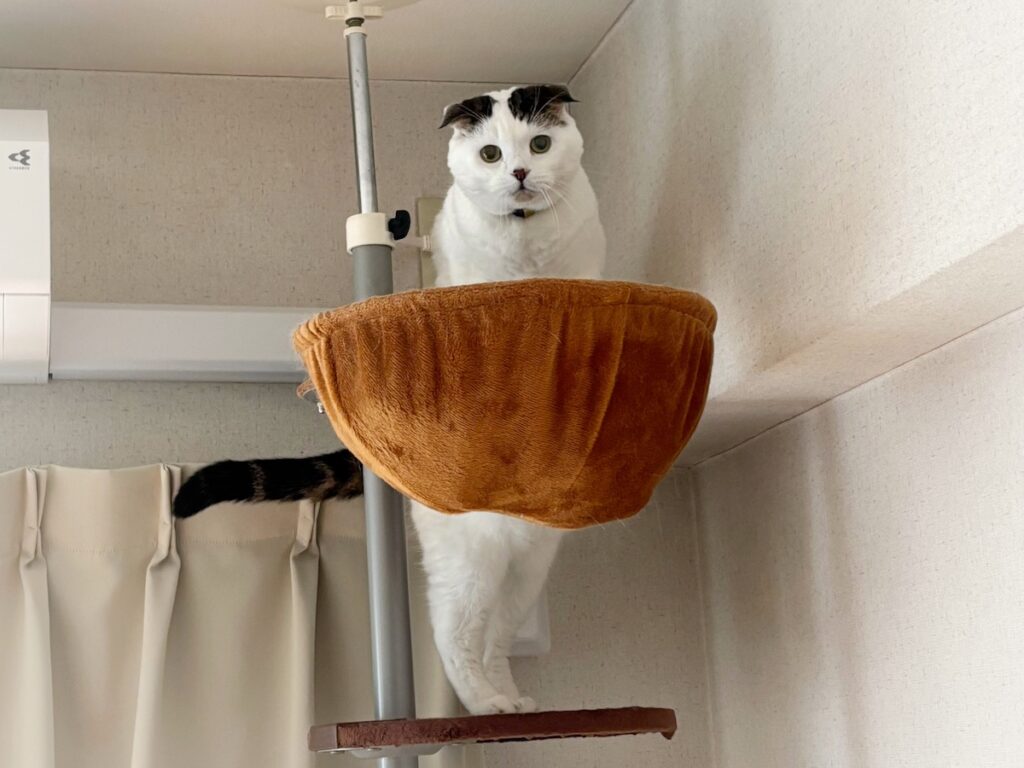 オレの冬の寝床はこちら。スコティッシュフォールド いなほ | 寒い時季限定の、オレの寝床ハンモック。登るときは遠くまで見渡して、安全確認! オレの冬の寝床はこちら。スコティッシュフォールド いなほ | 寒い時季限定の、オレの寝床ハンモック。登るときは遠くまで見渡して、安全確認!