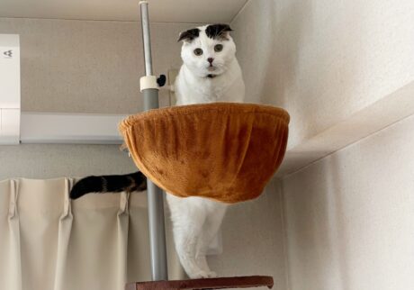 オレの冬の寝床はこちら。スコティッシュフォールド いなほ | 寒い時季限定の、オレの寝床ハンモック。登るときは遠くまで見渡して、安全確認! オレの冬の寝床はこちら。スコティッシュフォールド いなほ | 寒い時季限定の、オレの寝床ハンモック。登るときは遠くまで見渡して、安全確認!