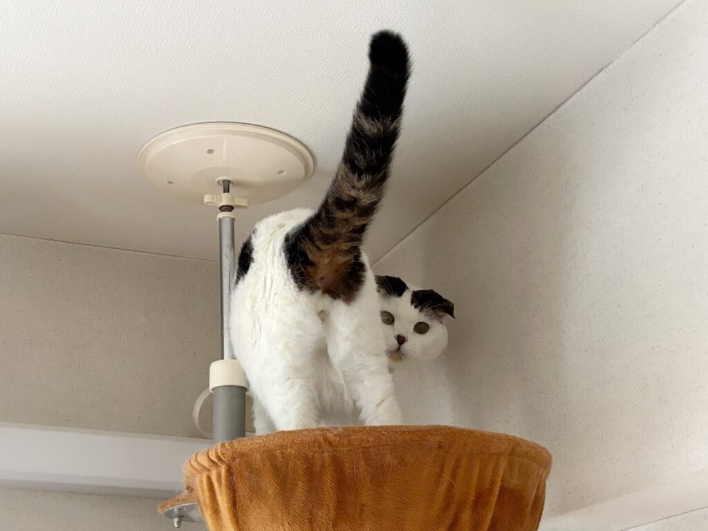 オレの冬の寝床はこちら。スコティッシュフォールド いなほ | 背後も再度確認!! オレの冬の寝床はこちら。スコティッシュフォールド いなほ | 背後も再度確認!!