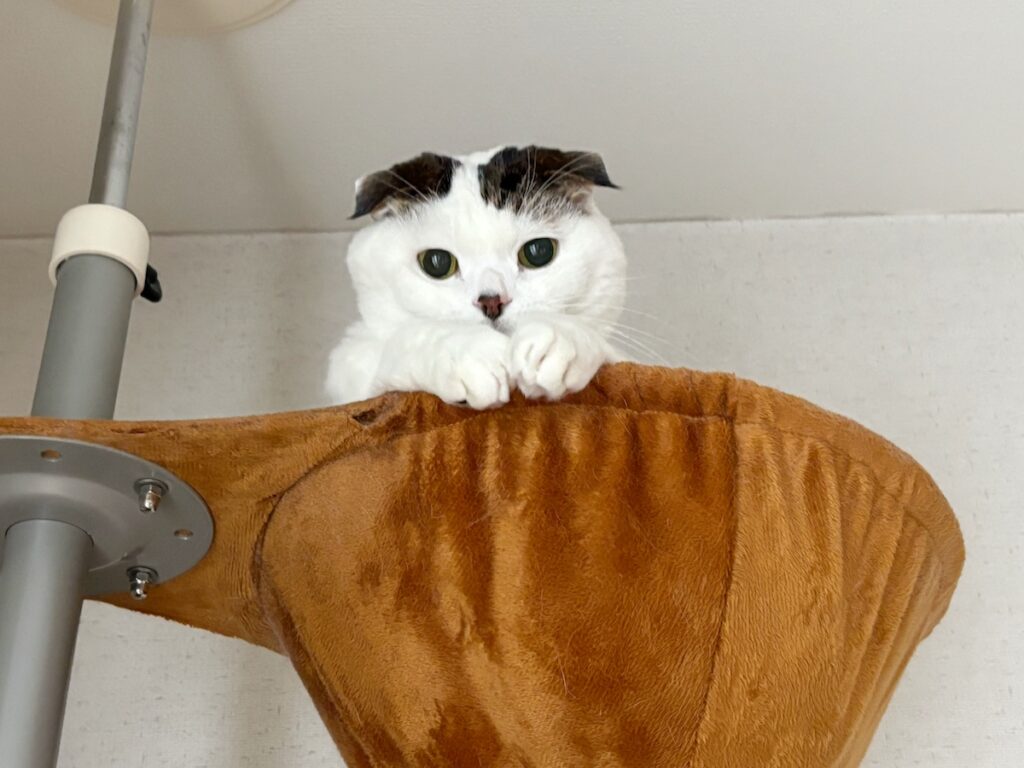 オレの冬の寝床はこちら。スコティッシュフォールド いなほ | 異常なし!! きょうも平和な我が家。 オレの冬の寝床はこちら。スコティッシュフォールド いなほ | 異常なし!! きょうも平和な我が家。