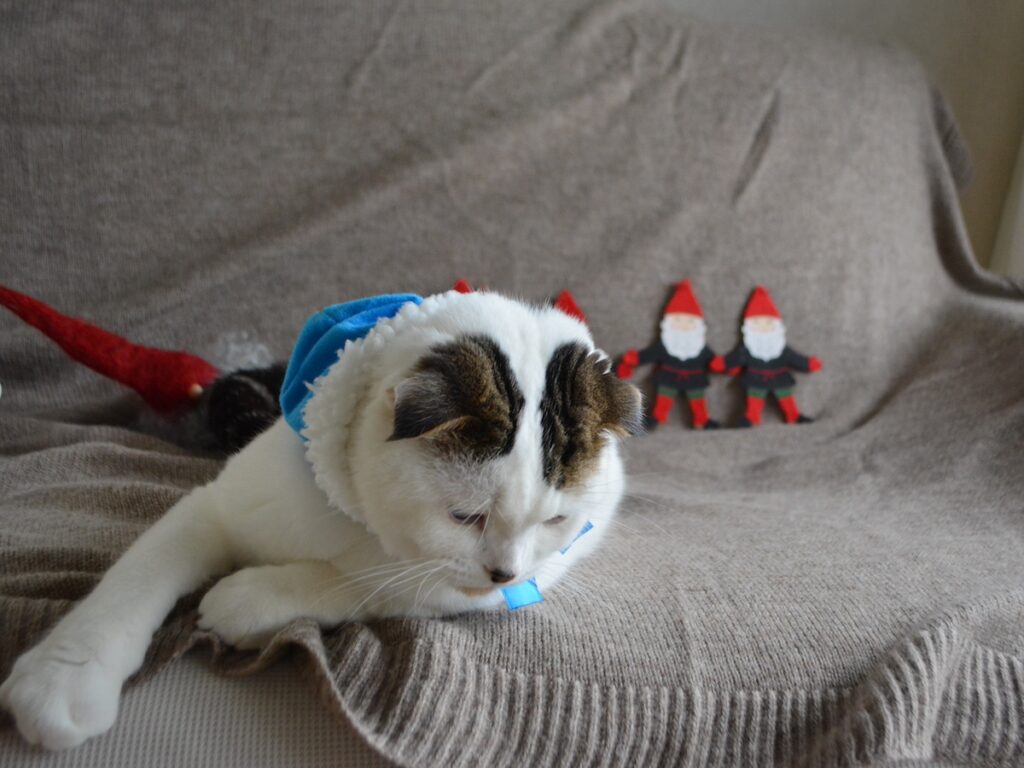 青サンタになった、赤ちゃんの頃のオレ。スコティッシュフォールド いなほ | 赤ちゃんのオレシリーズ。はじめてのクリスマス編！
