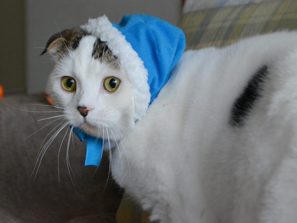青サンタになった、赤ちゃんの頃のオレ。スコティッシュフォールド いなほ | 青サンタやで〜。みんなメリークリスマス！！
