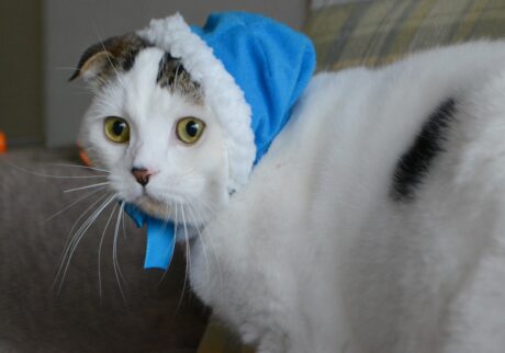 青サンタになった、赤ちゃんの頃のオレ。スコティッシュフォールド いなほ | 青サンタやで〜。みんなメリークリスマス！！